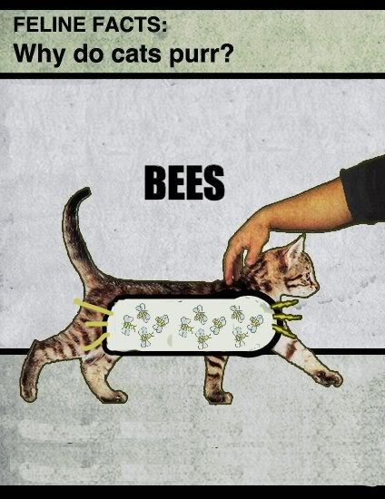 cats purr beecause