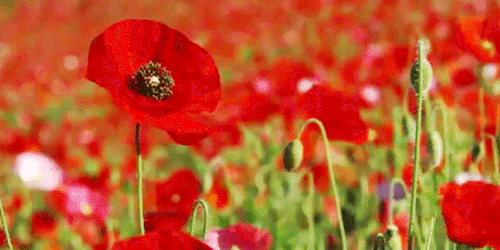 red poppy animated gif