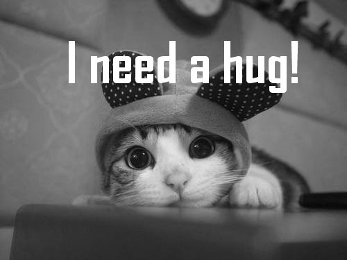 i-need-a-hug-cat