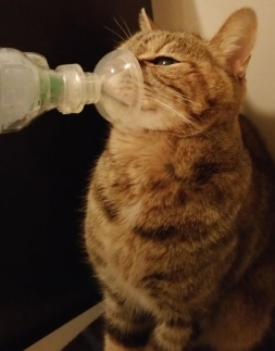 breathing treatment cat