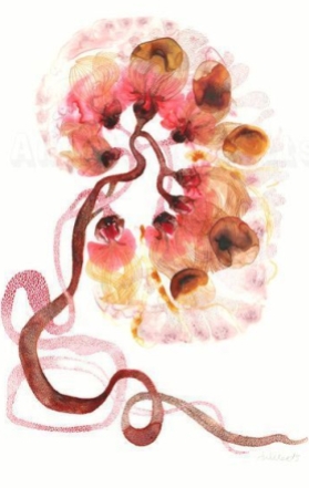 kidney art print